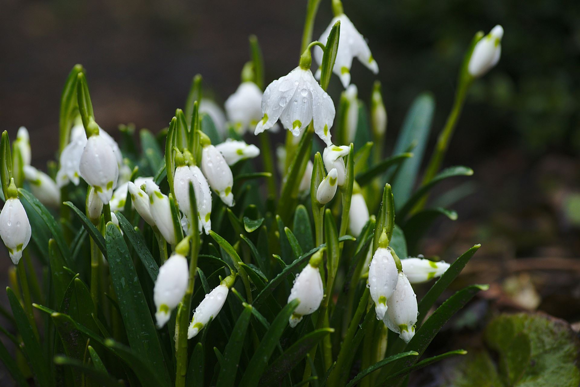 snowdrops
