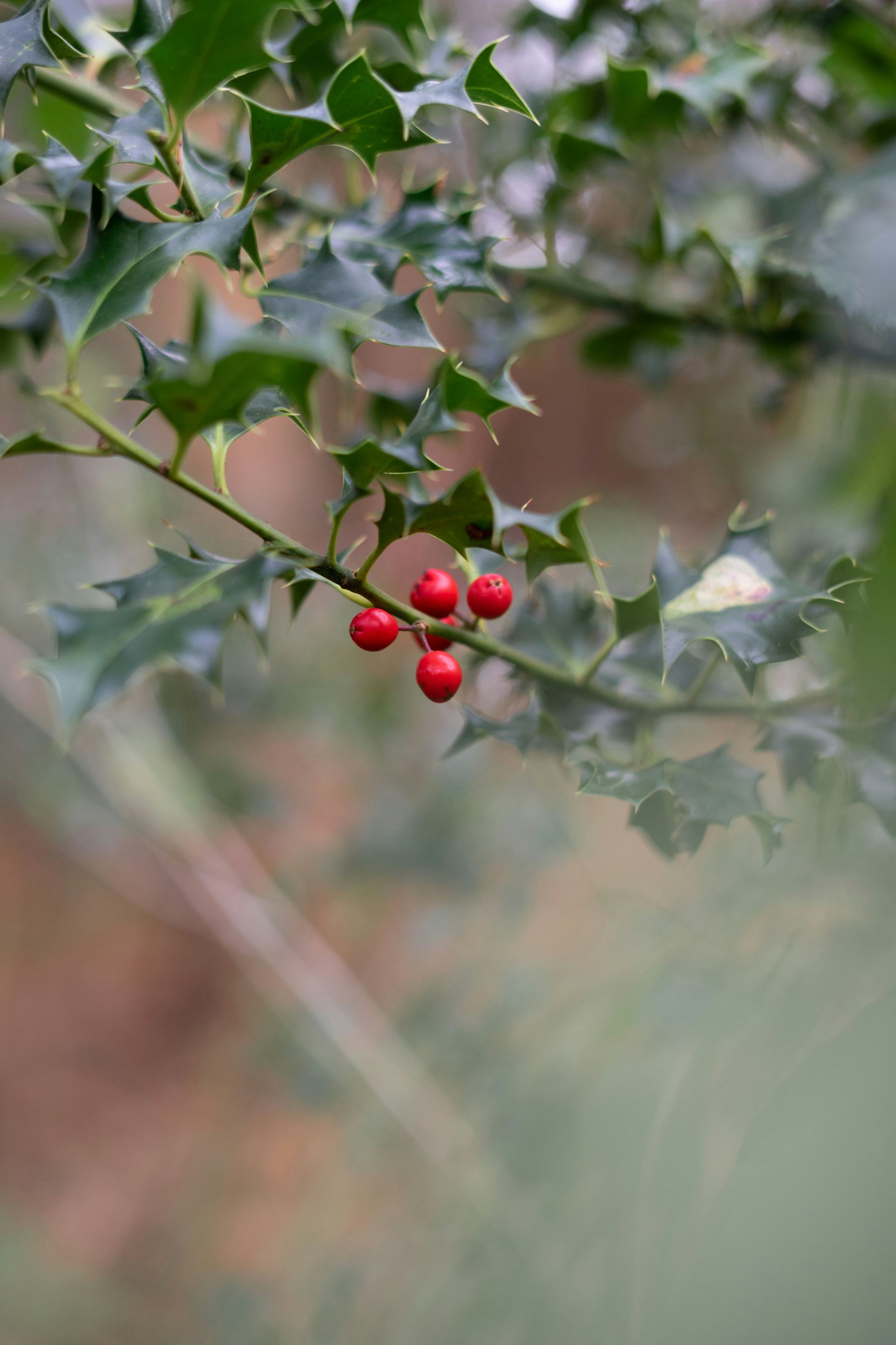 holly sprig